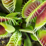 carnivorous plants