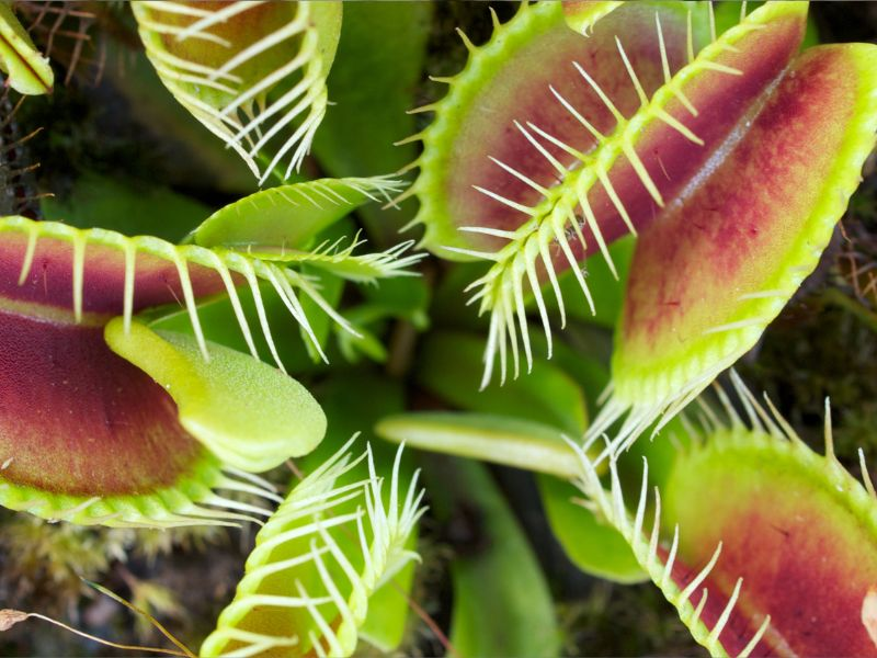 carnivorous plants