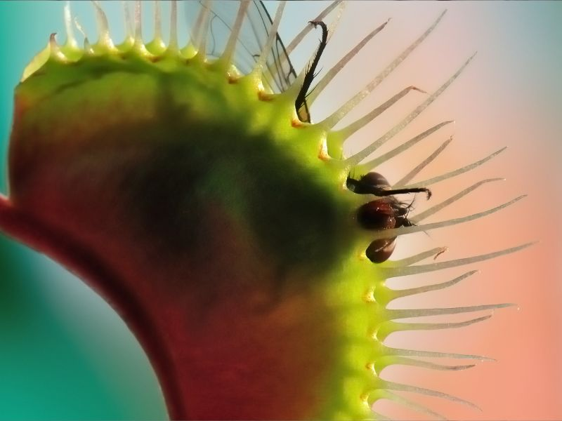 Venus flytrap