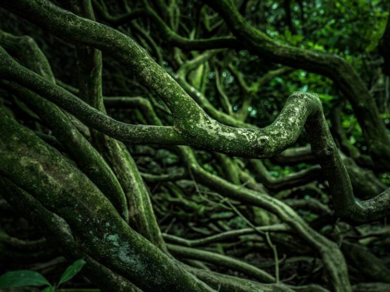 How do tree talk underground