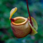 carnivorous plants