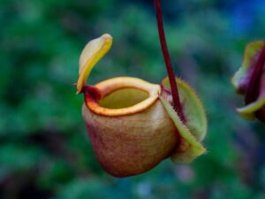 carnivorous plants