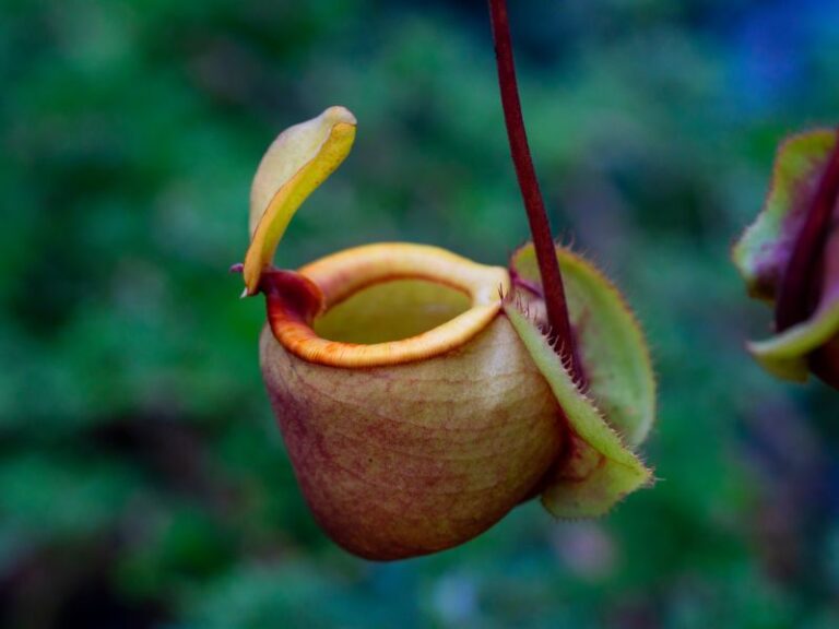carnivorous plants