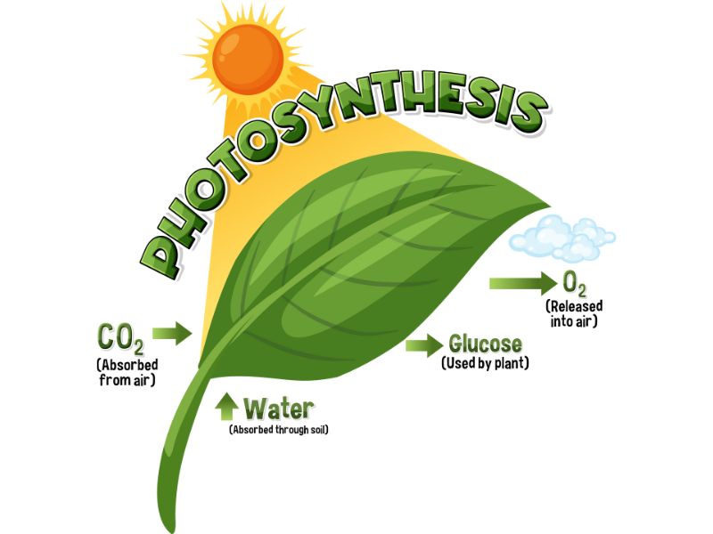 photosynthesis