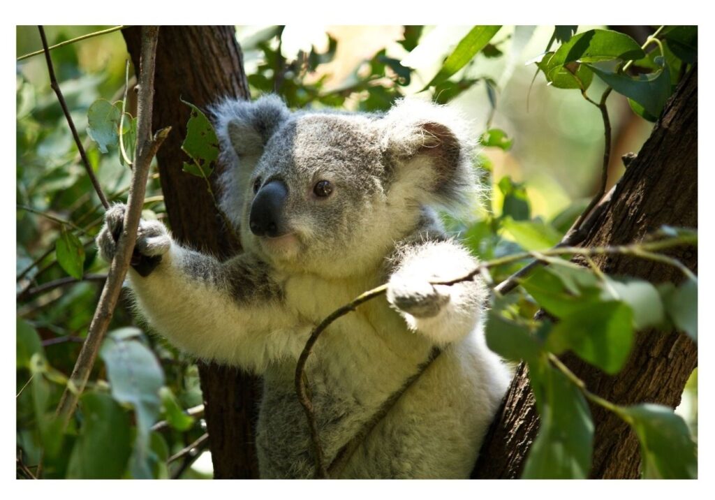 do koalas have fingerprints