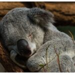 Koala sleeping 18 to 22 hours a day