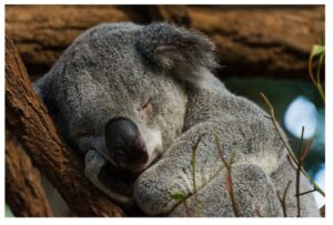 Koala sleeping 18 to 22 hours a day