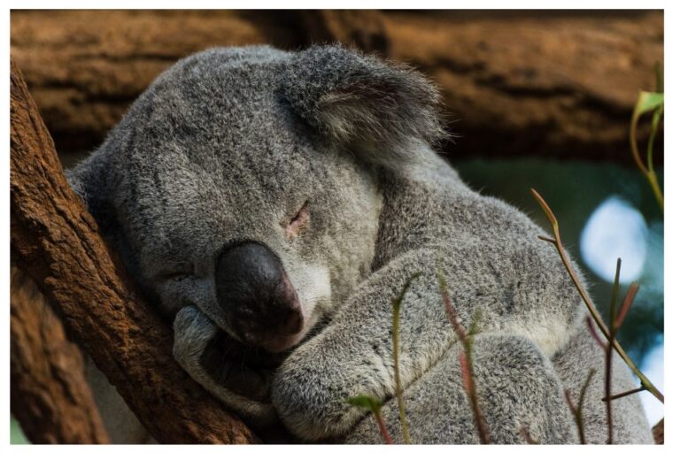 Koala sleeping 18 to 22 hours a day