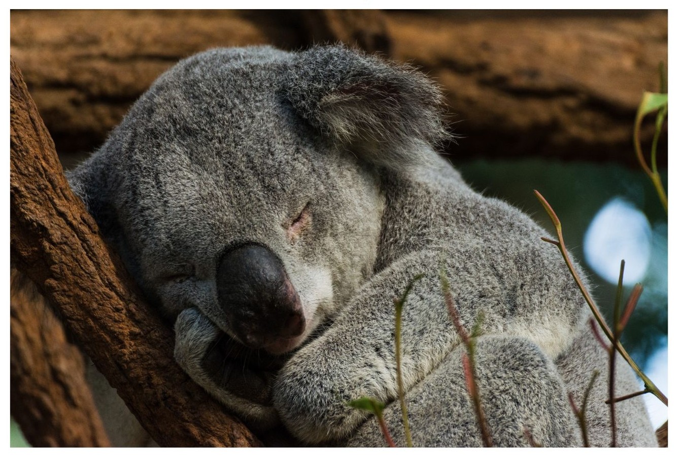 Koala sleeping 18 to 22 hours a day