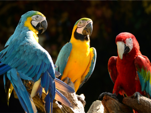 how do parrots talk like humans?