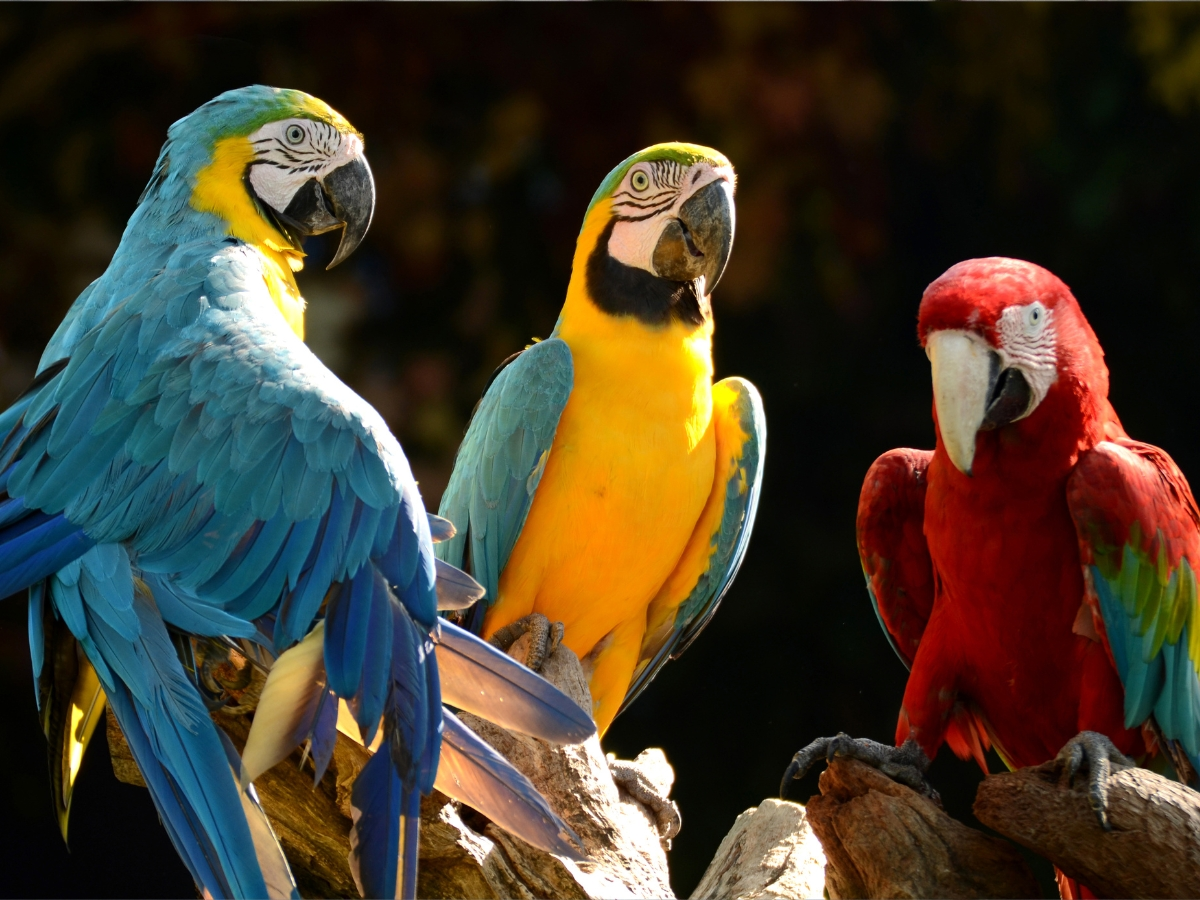 how do parrots talk like humans?