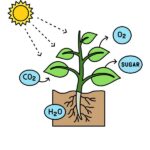 What is Photosynthesis
