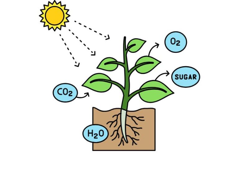 What is Photosynthesis