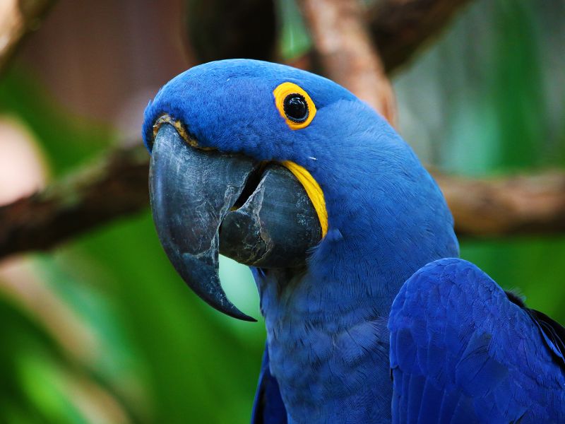 Why do parrots talk like humans