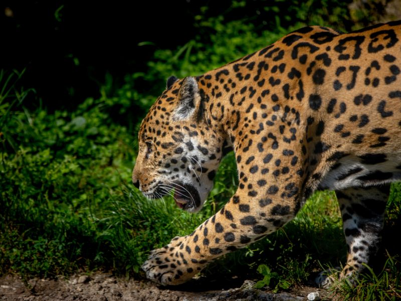 Animals with powerful jaws