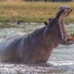 5 Animals with Truly Jaw-Dropping Bites