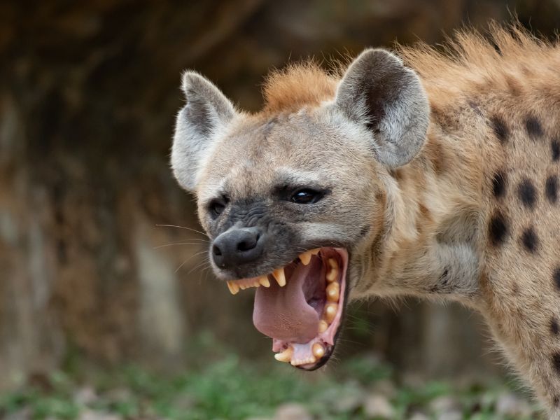 strongest animal bite