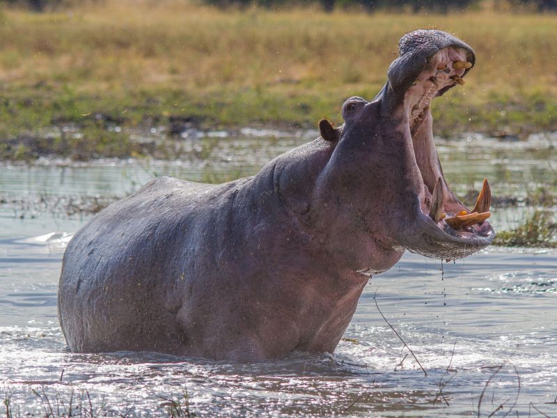 5 Animals with Truly Jaw-Dropping Bites
