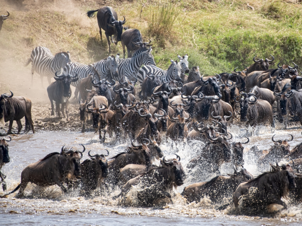 Nature's Grand Journeys: The Animal Kingdom's Biggest Migrations