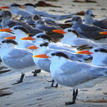 arctic terns migration