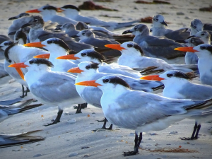 arctic terns migration