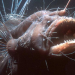 mature female anglerfish
