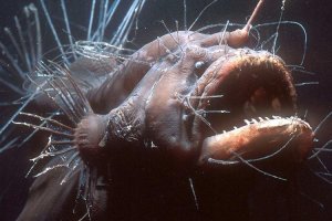 mature female anglerfish